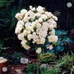 Pair of Patio Standard Roses – White