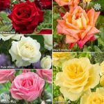 Rose Collection – Best Ever 5 Bush Hybrid Tea Roses