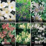 Complete Climbing Plant Collection – 6 plugs