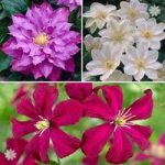 Repeat flowering Clematis Collection – 3 varieties