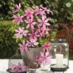 Raymond Evison Boulevard Patio Clematis collection – 3 plts