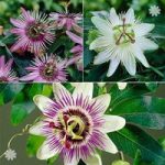 Passion Flower Collection x 3 plants