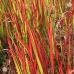 Perennial Imperata Red Baron (Blood Grass) plants – pack of 3 in 9cm pots