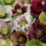 Hellebore Kings and Queens Mix – Pack of 10 Plants