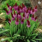 Red Hot Poker Primula plants (Primula vialii) – set of 3 in 9cm pots