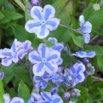 Omphalodes ‘Starry Eyes’ plants – set of 3 in 9cm pots