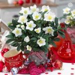 Christmas Rose plants (Helleborus niger) – set of 3 in 1L pots