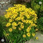 Hardy Rudbeckia ‘Goldsturm’ perennial plants – pack of 3 in 9cm pots