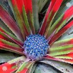 Hardy Bromeliad ‘Fasicularia bicolour’ plant in 1L pot