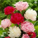 Hardy Herbaceous Paeony Plant Collection – 3 x 11cm pots
