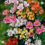 Hardy Garden Alstroemeria Ligtu Hybrids – pack of 10
