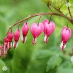 Bleeding Hearts (Dicentra spectabilis) – pack of 5 roots