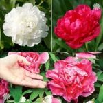 Herbeaceous Paeony plants (pack of 3 colours)
