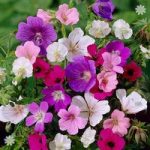 Hardy Geranium collection x 5 bare roots