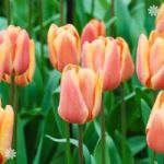 Tulip Apricot Fox Size: 11/11 pack of 10 bulbs