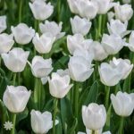 Tulip Triumph White Size 12+ pack of 15 bulbs