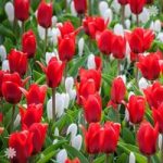 Tulip Scarlet Baby Size: 9/10 pack of 25 bulbs