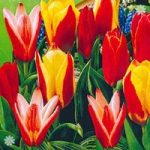 Tulip Kaufmanniana Mixed (early) Size:9/10 pack of 25 bulb