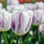 Tulip Flaming Flag Size:11/12 pack of 12 bulbs