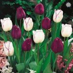 Tulip Purple & Shirley mix Size: 10/11 pack of 15 bulbs