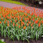 Tulip Syneada Orange Size:12+ pack of 12 bulbs