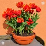 Tulip Bright Parrot Size:11/12 pack of 12 bulbs