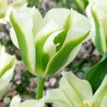 Tulip viridiflora Spring Green pack of 10 bulbs