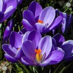 Crocus Large flowered Blue Size:7+ pack of 20 bulbs