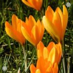 Crocus Large flowered Yellow Size:7+ pack of 20 bulbs