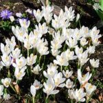 Crocus ‘Large flowered White’ Size:7+ pack of 20 bulbs