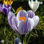 Crocus Large flowered Striped Size:7+ pack of 20 bulbs