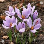 Crocus sativus (Saffron Crocus) Size:7+ pack of 12 bulbs