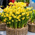 Narccisi Tete a Tete Size:8/10 pack of 30 bulbs