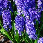 Hyacinth Blue Size:14/15 pack of 10 bulbs