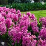 Hyacinth Pink Size:14/15 pack of 10 bulbs