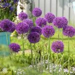Allium Purple Sensation Size:10/12 pack of 12 bulbs