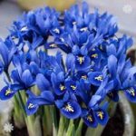 Iris reticulata Blue (miniature) Size:5/7 pack of 40 bulbs
