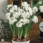 Narcissi Paperwhite (Indoor) Size 14/15 – pack of 5 bulbs