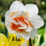 Daffodil Replete Size:10/12 pack of 12 bulbs