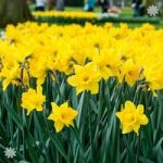 Daffodil Trumpet Yellow Size:10/12 pack of 15 bulbs