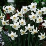 Daffodil Pheasant Eye (Narcissus recurvus) Size:12/14 pack