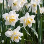 Daffodil White Lion Size:12/14 pack of 8 bulbs