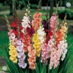 Gladioli Bulbs mixed colours – pack x 100 bulbs