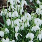 Snowdrops (Single flowered) – pack of 50 in the green