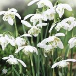 Snowdrops (Double Flowered) – pack of 25 in the green