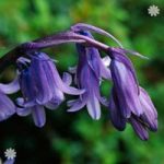 English Native Bluebells – pack of 25 in the green