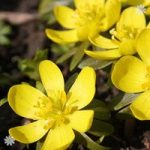 English Aconites – pack of 25 in the green