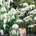 Snowdrops 50 singles & 25 doubles In the green