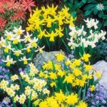 Short Mixed Daffodils – Pack of 100 Bulbs