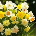 Tall Mixed Daffodils – Pack of 100 Bulbs